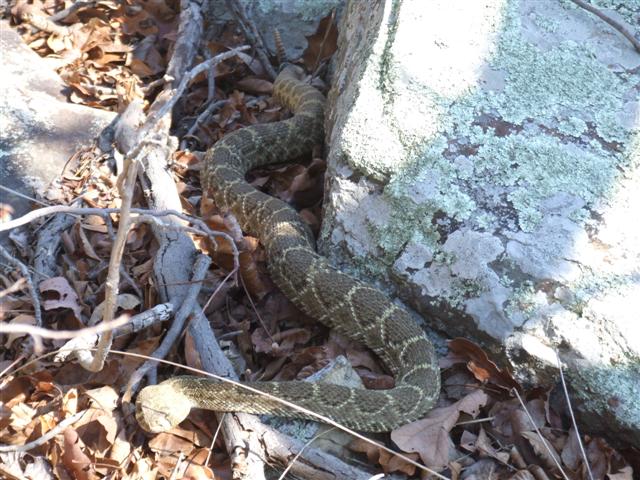 1st Diamondback.JPG [86 Kb]